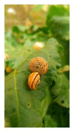 Close-up of snail