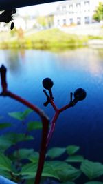 Close-up of plant against blurred background