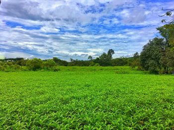 Scenic view of field against sky