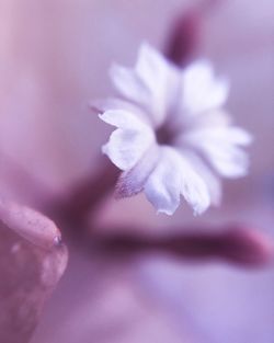 Close-up of pink flowers blooming in park