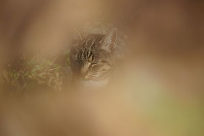 Close-up of a cat with eyes closed trough a leaf