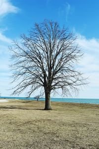 Bare tree on landscape against blue sky