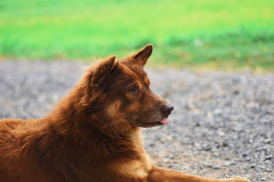 Close-up of a dog looking away