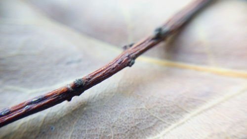 Close-up of plant