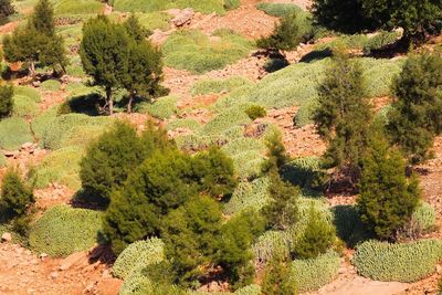 High angle view of trees in forest