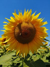 Close-up of sunflower