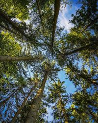 Low angle view of trees in forest against sky