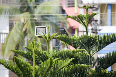 Close-up of fresh green plant against glass