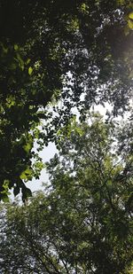 Low angle view of trees in forest