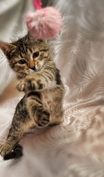 Portrait of cat relaxing on bed at home