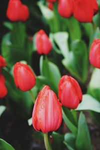 Close-up of red tulip