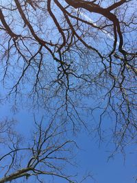 Low angle view of branches against clear sky