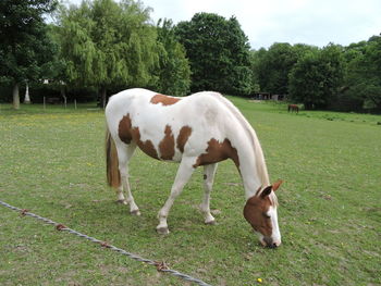 Horse grazing on field