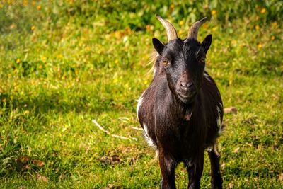 Goat in a field