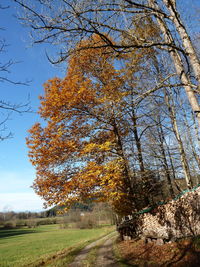 Tree against sky