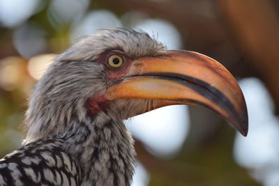 Close-up of a bird