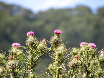Close-up of pink flowers blooming outdoors