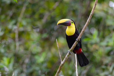 Chestnut-mandibled - toucan ramphastos swainsonii in la selva biological station