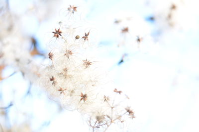 Close-up of plant against blurred background