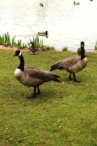 Ducks on lakeshore