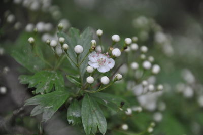 Close-up of white flowering plant