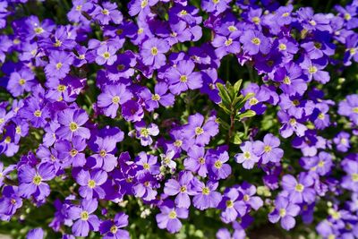Close-up of purple flowering plants