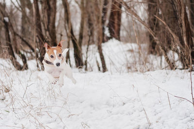 Portrait of dog running on snow field during winter