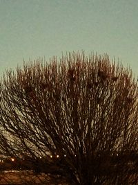 Close-up of tree against sky during sunset