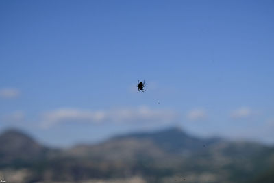 Low angle view of bird flying in sky