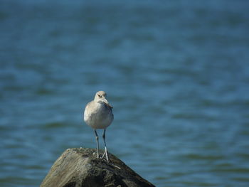 Close-up of seagull perching on sea shore