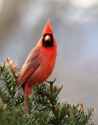 Close-up of bird perching on tree