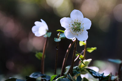 Close-up of white flowering plant