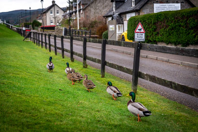 Road sign warning to watch out for ducks and ducklings crossing the road