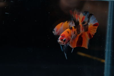 Close-up of fish swimming in sea