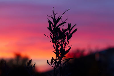 Close-up of plant against sunset sky