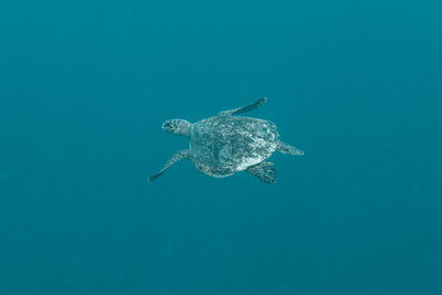 Jellyfish swimming in sea