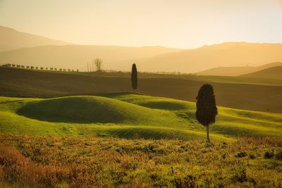 Scenic view of field against sky during sunset
