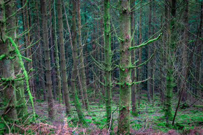 View of trees in forest