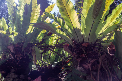 Close-up of flowering plants on land