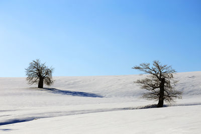 Trees on snow covered landscape against clear blue sky