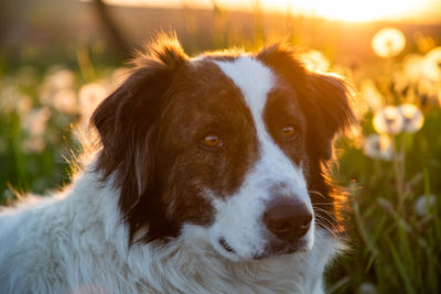 dog portrait in