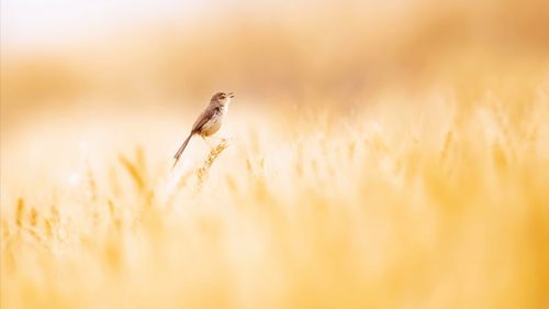 View of a bird on the land