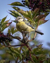 Close-up of bird perching on tree