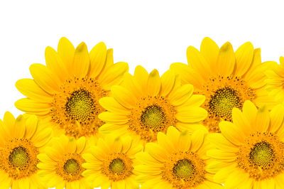 Close-up of sunflowers against white background