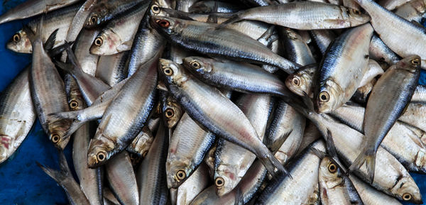 Close-up of fish for sale at market