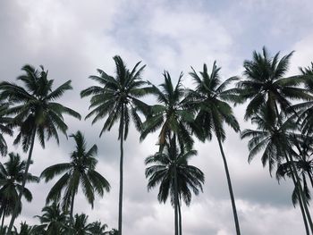 Low angle view of palm trees against sky