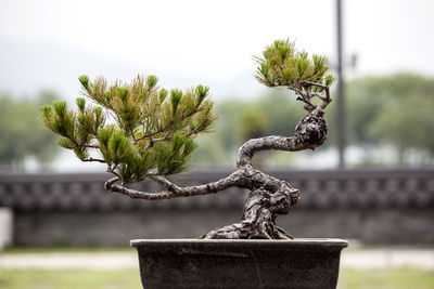 Bonsai tree against sky