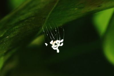 Close-up of spider on web