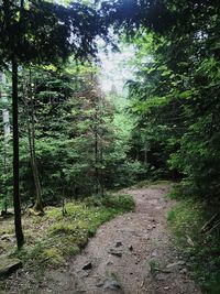 Footpath in forest