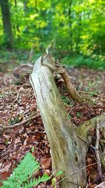 Close-up of lizard on wood in forest